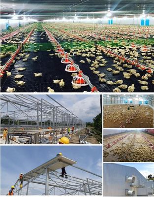CE บ้านเกษตรสัตว์ โครงสร้างเหล็ก บ้านไก่และอุปกรณ์สําหรับไก่