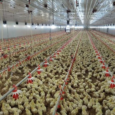 ราคาถูก การก่อสร้าง โครงสร้างเหล็ก โครงสร้างฟาร์มไก่ บ้านไก่