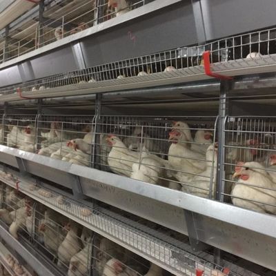 กรงไก่สแตนเลสแบบเหล็กเหล็กที่มีระบบการดื่ม / การกําจัดปุ๋ยอัตโนมัติ