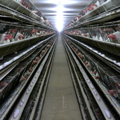 3 ระดับ หมักร้อน กระปุกกรงไก่ที่มีอาหารอัตโนมัติ
