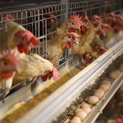 3 ระดับ หมักร้อน กระปุกกรงไก่ที่มีอาหารอัตโนมัติ