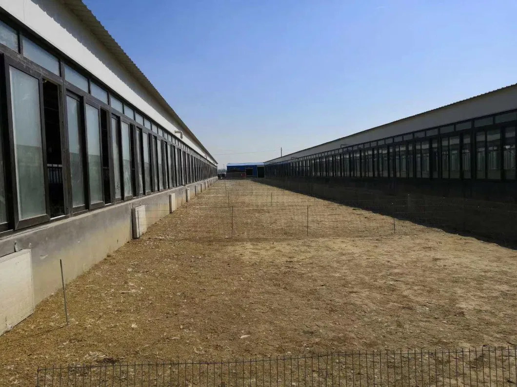 CE บ้านเกษตรสัตว์ โครงสร้างเหล็ก บ้านไก่และอุปกรณ์สําหรับไก่ 4